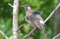 Spodiopsar cineraceus