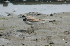 Charadrius dubius