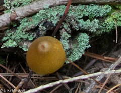 Entoloma luteum