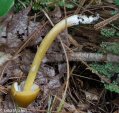 Entoloma luteum