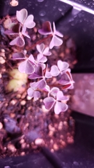 Oxalis tuberosa