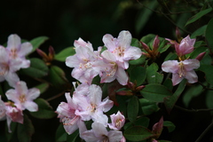 Rhododendron latoucheae