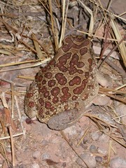 Sclerophrys mauritanica