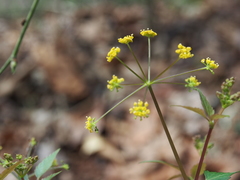 Thaspium trifoliatum