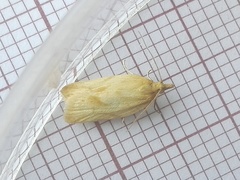 Clepsis coriacanus