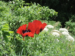 Papaver bracteatum