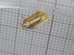 Clepsis coriacanus