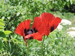Papaver bracteatum