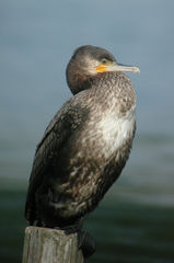 Phalacrocorax carbo