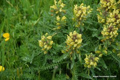 Pedicularis schizocalyx