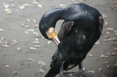 Phalacrocorax carbo