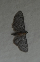 Eupithecia haworthiata