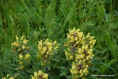 Pedicularis schizocalyx