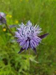 Carthamus caeruleus