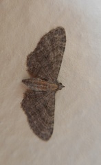 Eupithecia haworthiata
