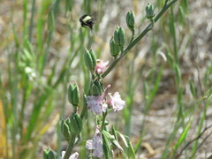 Bombus californicus