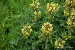 Pedicularis schizocalyx