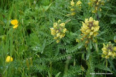 Pedicularis schizocalyx
