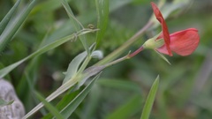 Lathyrus setifolius