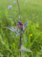 Carthamus caeruleus