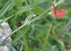 Lathyrus setifolius