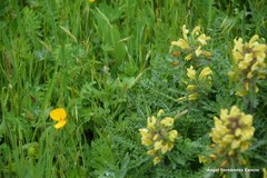 Pedicularis schizocalyx