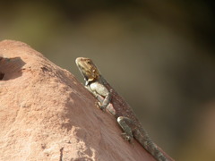 Agama bibronii
