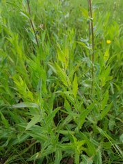 Carthamus caeruleus