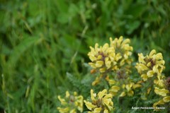 Pedicularis schizocalyx