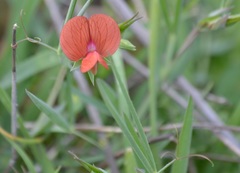 Lathyrus setifolius