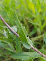 Carthamus caeruleus