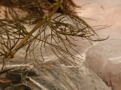 Ceratophyllum submersum