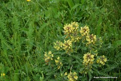 Pedicularis schizocalyx