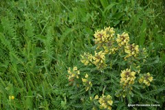 Pedicularis schizocalyx