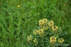 Pedicularis schizocalyx