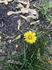 Taraxacum officinale