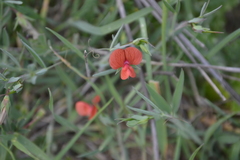Lathyrus setifolius