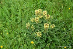 Pedicularis schizocalyx