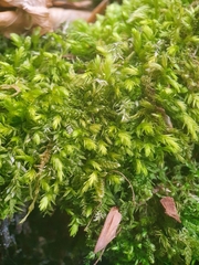 Plagiothecium nemorale