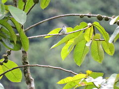 Myiopagis parambae
