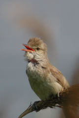 Acrocephalus orientalis