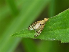 Sphenella marginata
