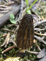 Morchella brunnea
