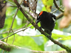 Heterospingus xanthopygius