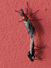 Dilophus strigilatus