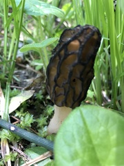 Morchella brunnea