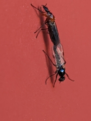 Dilophus strigilatus