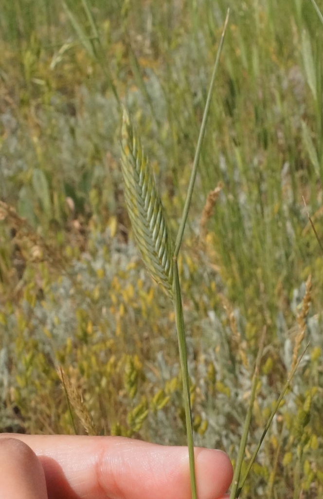 Kerch Wheatgrass