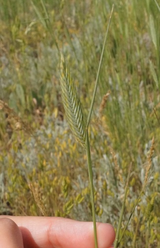 Agropyron cimmericum