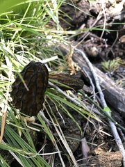 Morchella brunnea